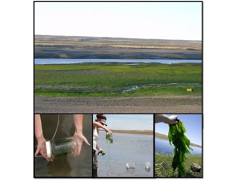 Role of Marine Macroalgae in the pH Regulation in an Eutrophic Argentinean Coastal Area