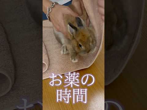 園芸 ドワーフウサギ