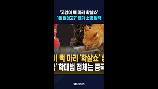 '고양이 백 마리 학살쇼'..돈 벌려고? 엽기 소행 발칵 shorts