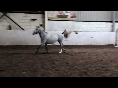 WATCH THE VIDEO - TOP SJ PROSPECT - Image 2