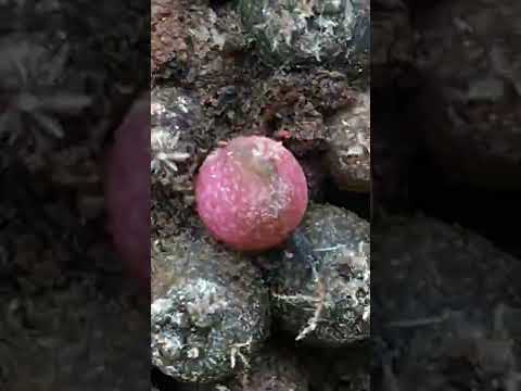 Short life of a lophophora williamsii variegated seedling timelapse #Shorts #cactus #timelapse