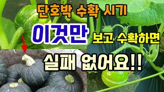 단호박수확시기 호박꼭지만 보고 수확하면 실패없어요 호박순치기 웃거름주기