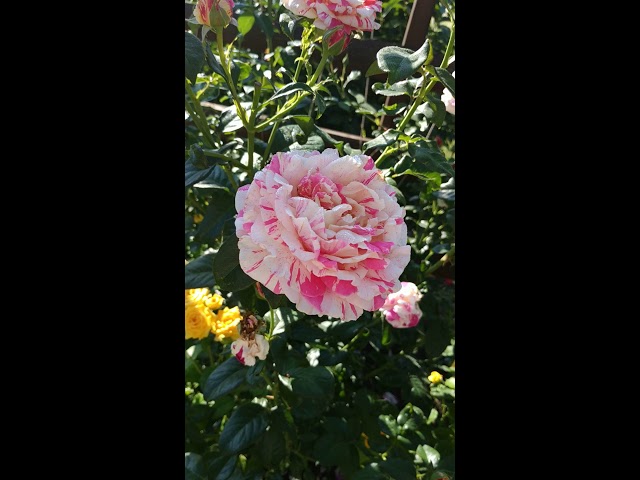 Роза Vanille fraise