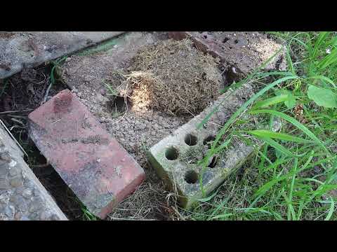 Umsiedlung Hummeln / kleine Vorstellung vom Rainfarn
