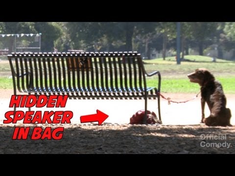 TALKING DOG PRANK - Positively Pranked