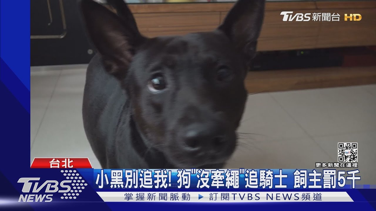 小黑別追我！狗「沒牽繩」追騎士　飼主罰5千