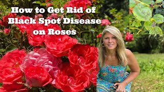 How to Get Rid of Black Spot Disease on Roses
