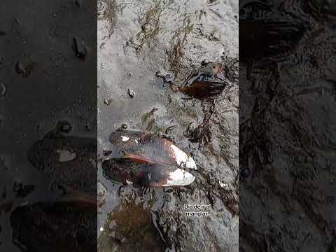 molusco cholga esto es Tumaco Nariño.