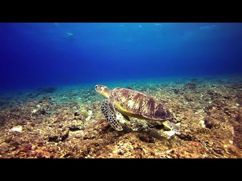 video frame placeholder