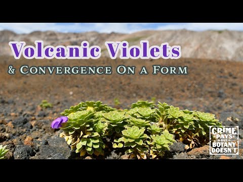 High Alpine Rosulate Violets: Convergent Evolution Explored
