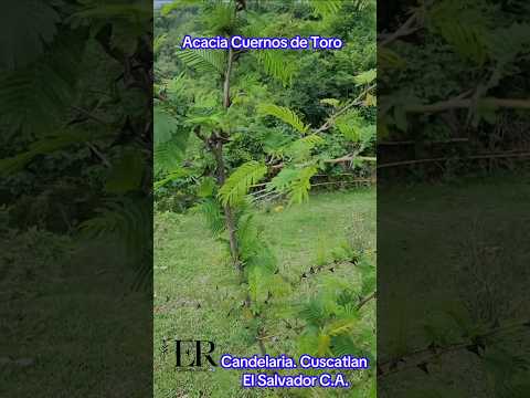 Acacia Cuernos de Toro. Candelaria. Cuscatlán. El Salvador C.A. #acacia #cuernosdetoro #engelramos