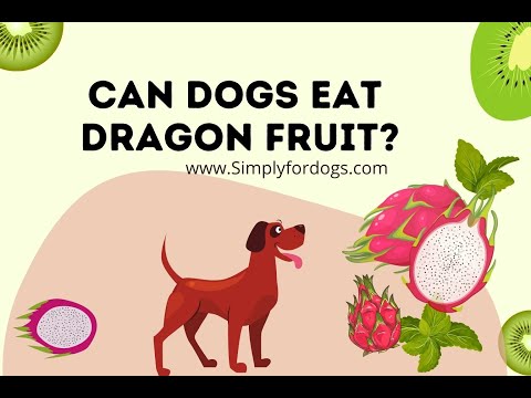 Os cães podem comer fruta do dragão?