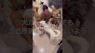 [突然家を追い出された我が家の物語①]     夫婦2人と元保護犬33匹のバリ島暮らし　　　#バリ島 #doglife #ぱんはな家の日常 #海外生活
