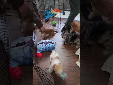 NADIRAH PUPPY PARTY NOV 26 2023 1-3(3)