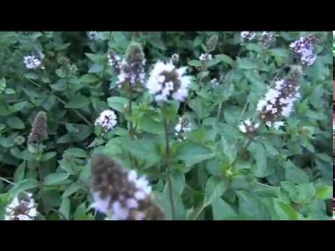 download lagu mp3 mp4 Spearmint bersetzung, download lagu Spearmint bersetzung gratis, unduh video klip Spearmint bersetzung