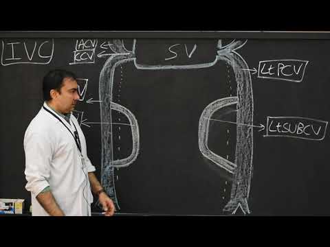 Development of Inferior Vena Cava  Part 1
