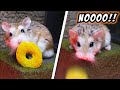 The FUNNIEST and MOST EMBARRASSING MOMENTS of MAJOR HAMSTER & PETS