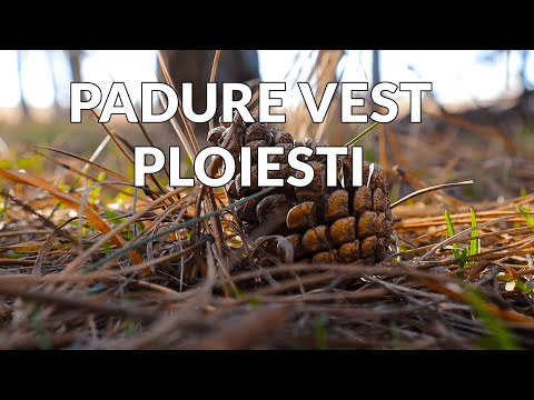 Padurea din Ploiesti Vest intr-un minut
