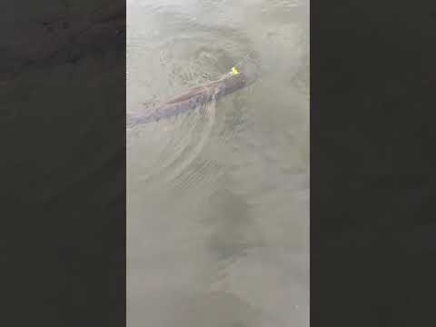 Lil pike decided to swing by