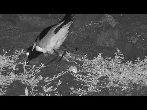 Djuma: Blacksmith Lapwing and the one remaining egg - 04:42 - 09/02/20