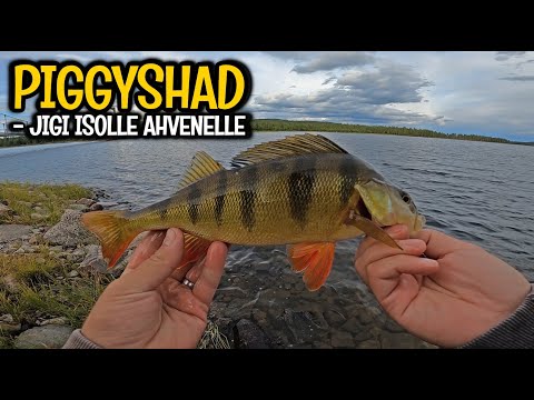 ISOA AHVENTA LAPISTA - MILLÄ JIGILLÄ JA MILLÄ VAVOILLA KANNATTAA KALASTAA ISOMPAA AHVENTA?