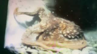 Sesame Street Animal Films: And Now The Octopus