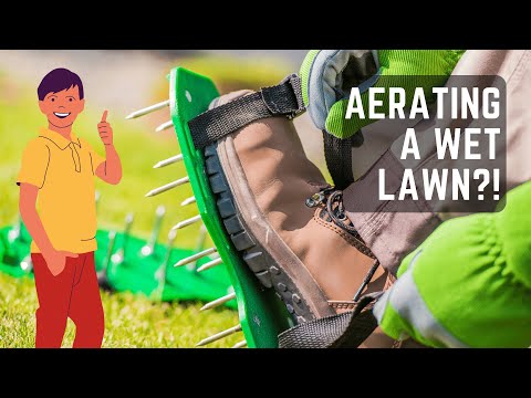 芝生が濡れているときにエアレーションできますか?