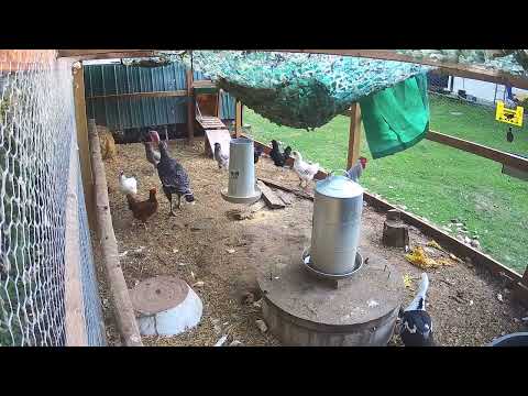 Coyote Attempt on Chickens