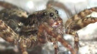 I 10 insetti o aracnidi più letali al mondo