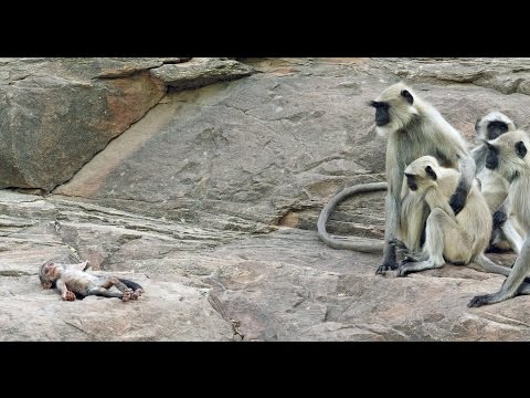 Langur Monkeys Grieve Over Robot Monkey Video