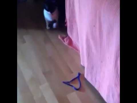 #zina #cats #catsoftheday #catsofyoutube