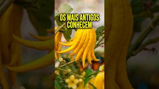 O segredo do LIMÃO CIDRA que quase ninguém conhece