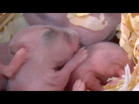 Filhotes de Hamster Anão Russo 10º dia