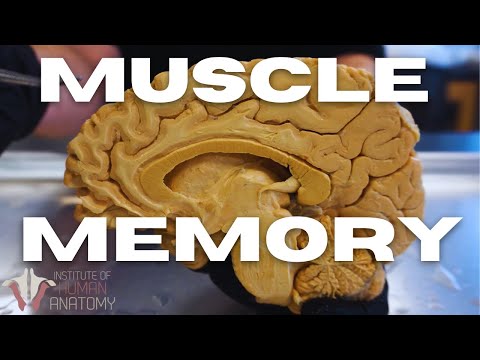 Inside the Brain of a Cadaver | Pathways in the brain