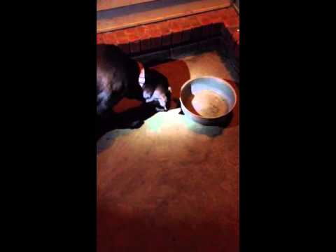 Dozer vs wolf spider