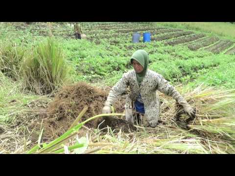 Vetiver harvesting