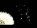 Everything Must Change.mov