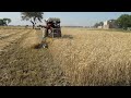 Gandum Ki Kataai Kanak Di Waadi Wheat