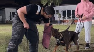 Video preview image #2 Doberman Pinscher Puppy For Sale in FORT LAUDERDALE, FL, USA