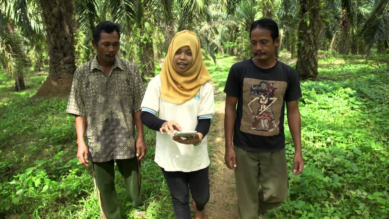 Sustainable Palm Oil Indonesia