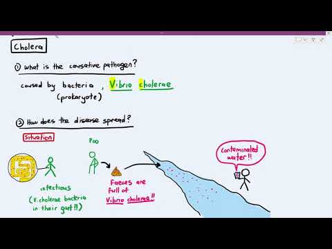 10-2 Cholera (Cambridge AS A Level Biology, 9700)