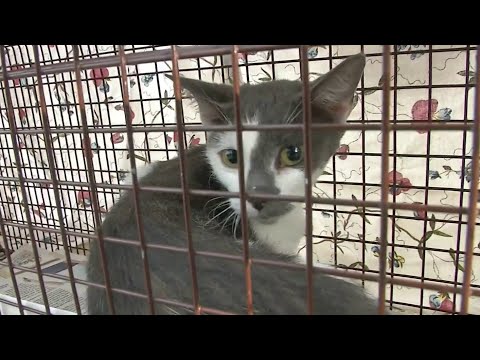 Here's what's being done to prevent feral cat overpopulation in Central Florida