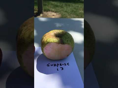 image-What variety of apple has red flesh?