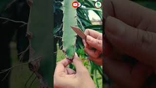 Download lagu Grafting of dragon fruit tree #shortsfeed #viral #gardening #dragon #grafting #graftingtechniques mp3 Download lagu Grafting of dragon fruit tree #shortsfeed #viral #gardening #dragon #grafting #graftingtechniques mp3