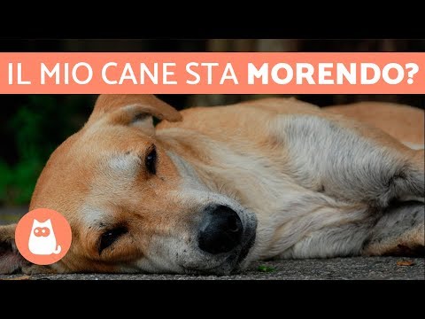 Posa sui raggi X ginocchio Controindicazioni per massaggiare il collo con osteocondrosi