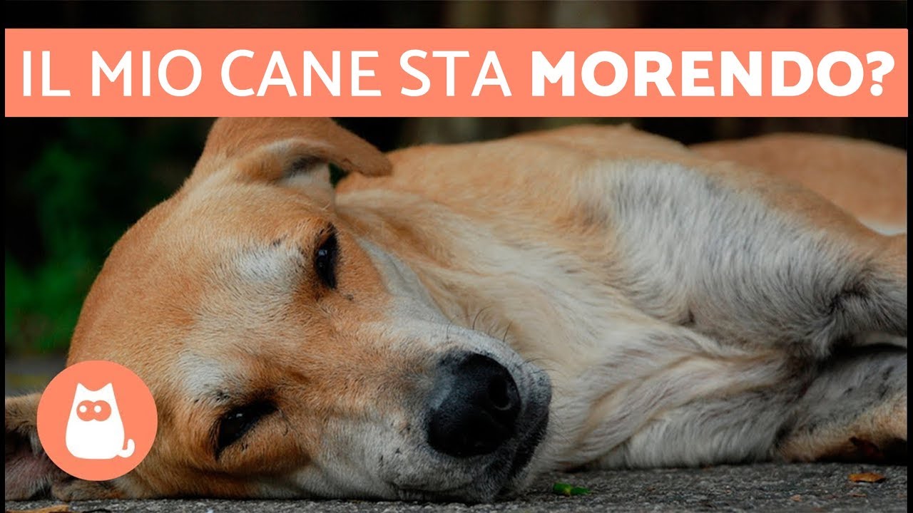 Come capire che il cane sta per morire – 5 SINTOMI evidenti