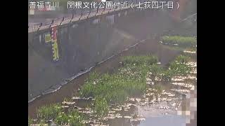 杉並区　善福寺川　関根文化公園付近（上荻四丁目）　丸山橋下流