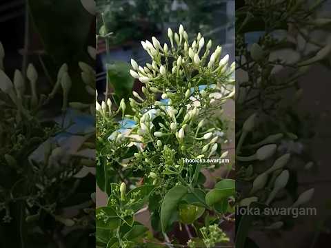 🌱Most Fragrant Jasmine Ever? ☺️Virajaji Flower Full Bloom – Telugu Garden Magic!🎩🔮