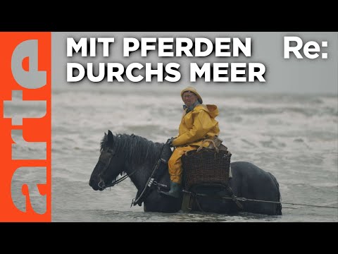 Video Thumbnail: Die letzten Pferdefischer Belgiens | ARTE Re: