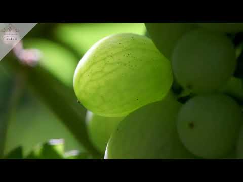 Azienda Agricola Cà dei Frati video